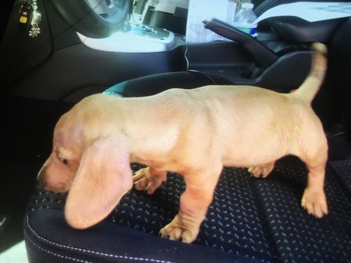 Hey, Pandas! Share The Cutest Pic Of Your Doggo When It Was Still A Pupper Hey, Pandas! Share The Cutest Pic Of Your Doggo When It Was Still A Pupper