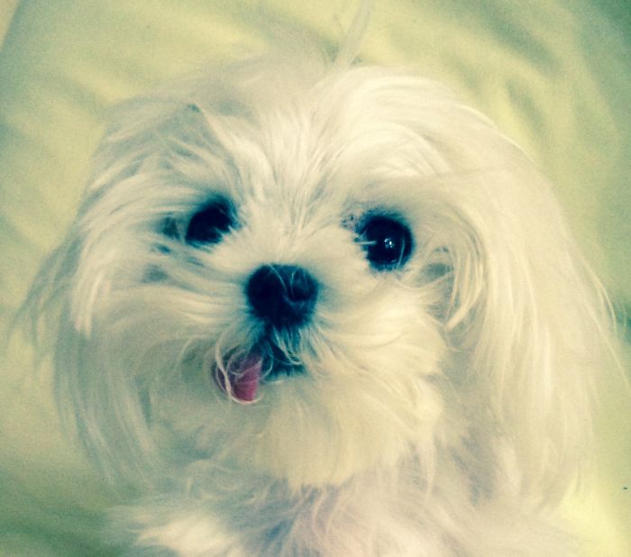 Hey, Pandas! Share The Cutest Pic Of Your Doggo When It Was Still A Pupper Hey, Pandas! Share The Cutest Pic Of Your Doggo When It Was Still A Pupper