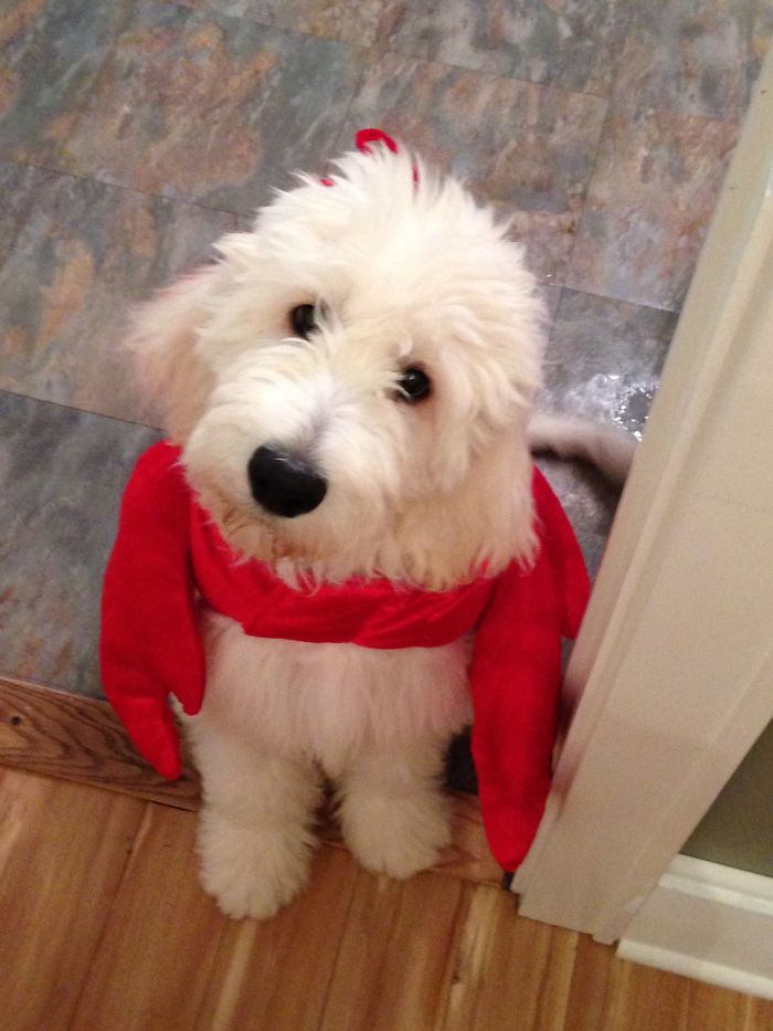 Hey, Pandas! Share The Cutest Pic Of Your Doggo When It Was Still A Pupper Hey, Pandas! Share The Cutest Pic Of Your Doggo When It Was Still A Pupper