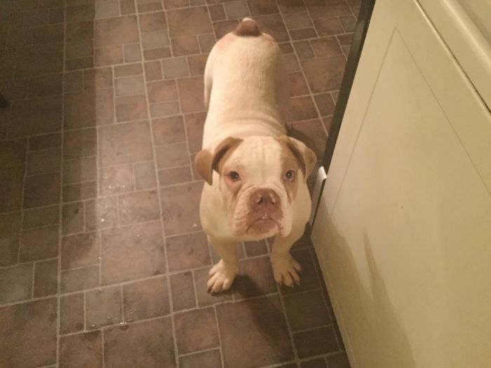 Hey, Pandas! Share The Cutest Pic Of Your Doggo When It Was Still A Pupper Hey, Pandas! Share The Cutest Pic Of Your Doggo When It Was Still A Pupper