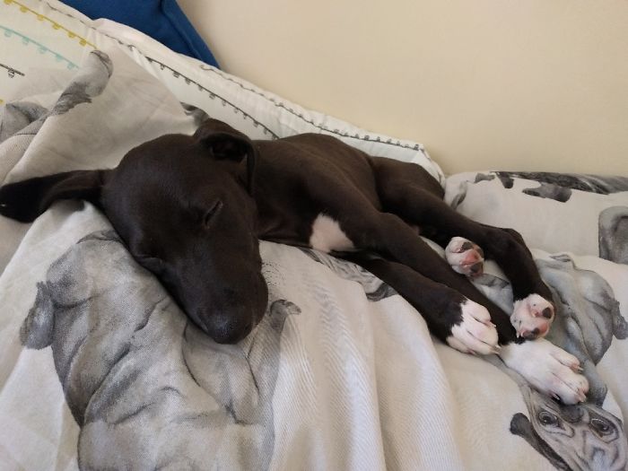 Hey, Pandas! Share The Cutest Pic Of Your Doggo When It Was Still A Pupper Hey, Pandas! Share The Cutest Pic Of Your Doggo When It Was Still A Pupper