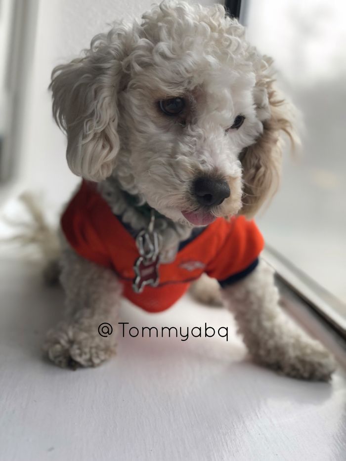 Hey, Pandas! Share The Cutest Pic Of Your Doggo When It Was Still A Pupper Hey, Pandas! Share The Cutest Pic Of Your Doggo When It Was Still A Pupper