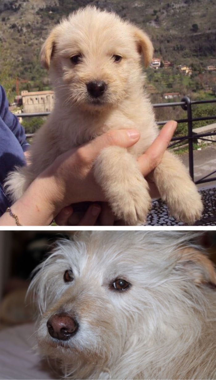 Hey, Pandas! Share The Cutest Pic Of Your Doggo When It Was Still A Pupper Hey, Pandas! Share The Cutest Pic Of Your Doggo When It Was Still A Pupper