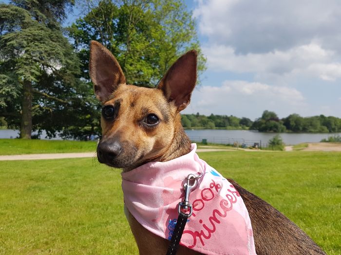 Hey, Pandas! Share The Cutest Pic Of Your Doggo When It Was Still A Pupper Hey, Pandas! Share The Cutest Pic Of Your Doggo When It Was Still A Pupper