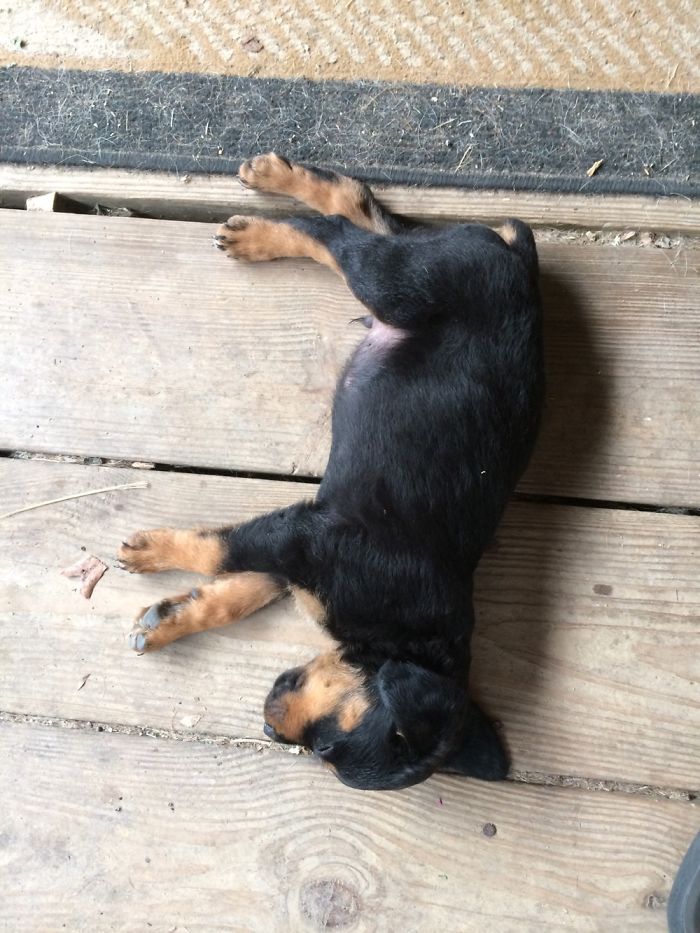 Hey, Pandas! Share The Cutest Pic Of Your Doggo When It Was Still A Pupper Hey, Pandas! Share The Cutest Pic Of Your Doggo When It Was Still A Pupper