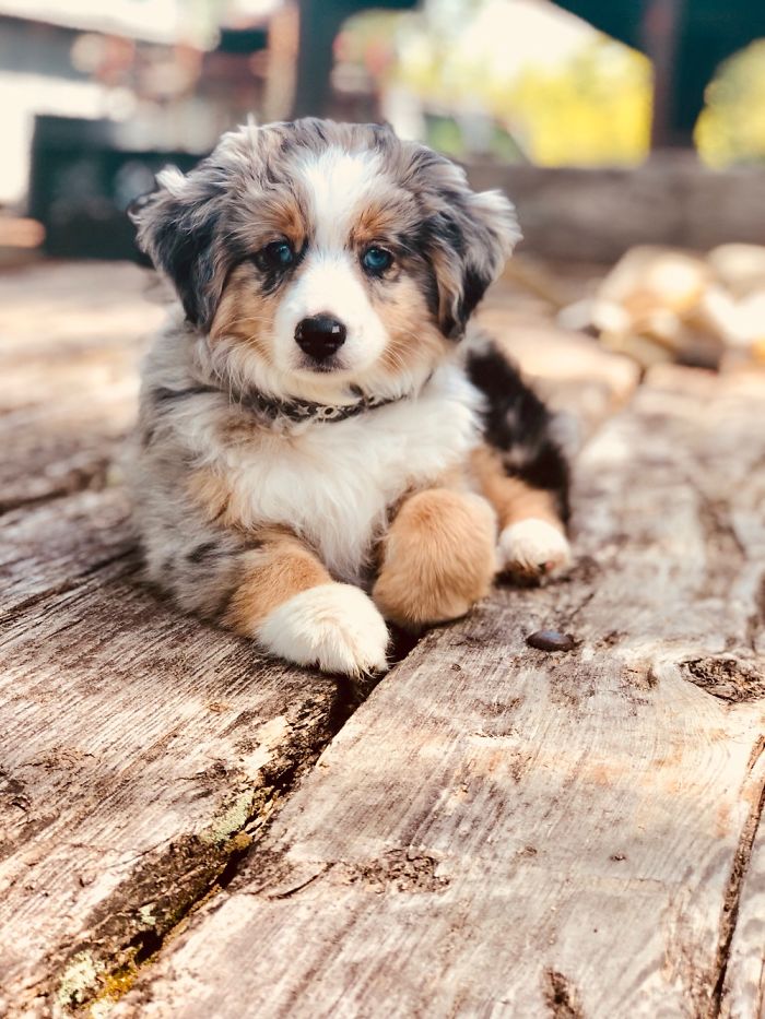 Hey, Pandas! Share The Cutest Pic Of Your Doggo When It Was Still A Pupper Hey, Pandas! Share The Cutest Pic Of Your Doggo When It Was Still A Pupper