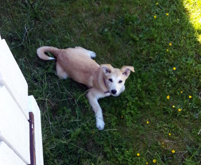 Hey, Pandas! Share The Cutest Pic Of Your Doggo When It Was Still A Pupper Hey, Pandas! Share The Cutest Pic Of Your Doggo When It Was Still A Pupper