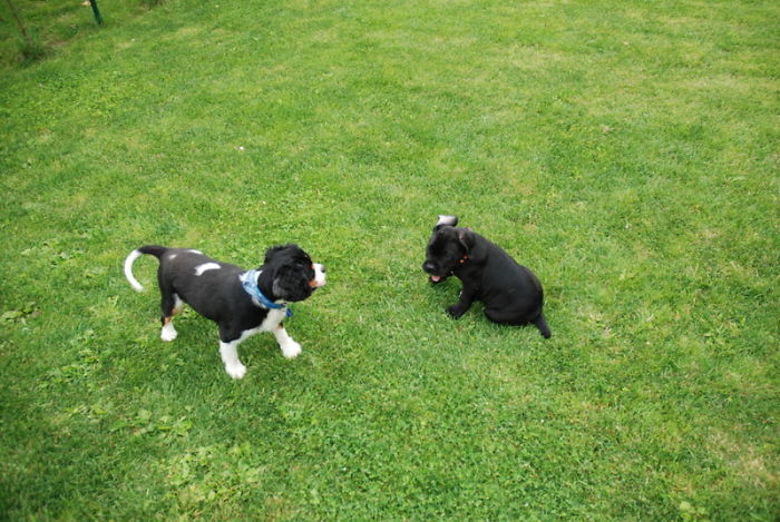 Hey, Pandas! Share The Cutest Pic Of Your Doggo When It Was Still A Pupper Hey, Pandas! Share The Cutest Pic Of Your Doggo When It Was Still A Pupper