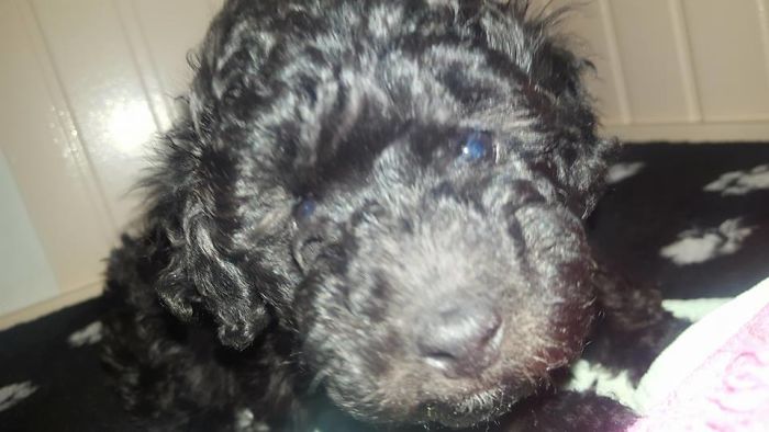 Hey, Pandas! Share The Cutest Pic Of Your Doggo When It Was Still A Pupper Hey, Pandas! Share The Cutest Pic Of Your Doggo When It Was Still A Pupper