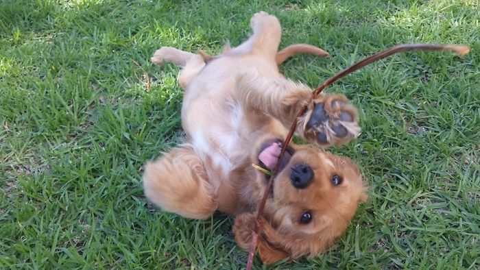 Hey, Pandas! Share The Cutest Pic Of Your Doggo When It Was Still A Pupper Hey, Pandas! Share The Cutest Pic Of Your Doggo When It Was Still A Pupper