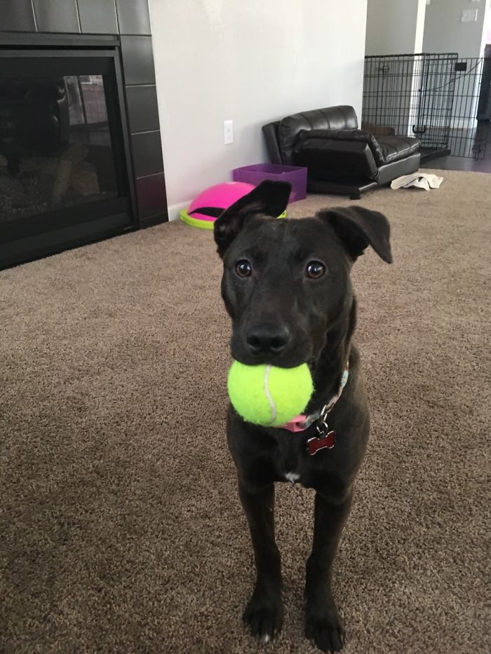 Hey, Pandas! Share The Cutest Pic Of Your Doggo When It Was Still A Pupper Hey, Pandas! Share The Cutest Pic Of Your Doggo When It Was Still A Pupper