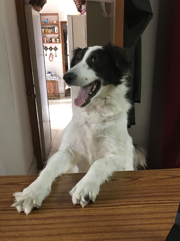 Hey, Pandas! Share The Cutest Pic Of Your Doggo When It Was Still A Pupper Hey, Pandas! Share The Cutest Pic Of Your Doggo When It Was Still A Pupper