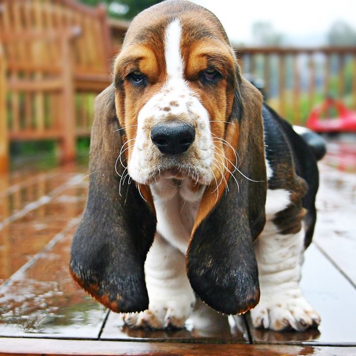 Hey, Pandas! Share The Cutest Pic Of Your Doggo When It Was Still A Pupper Hey, Pandas! Share The Cutest Pic Of Your Doggo When It Was Still A Pupper