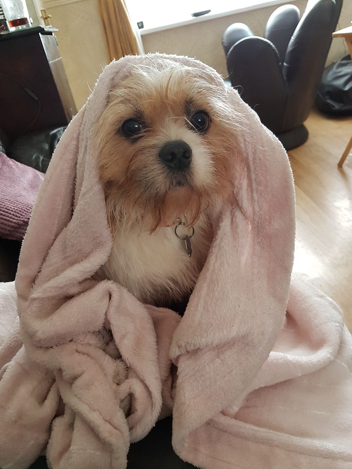 Hey, Pandas! Share The Cutest Pic Of Your Doggo When It Was Still A Pupper Hey, Pandas! Share The Cutest Pic Of Your Doggo When It Was Still A Pupper