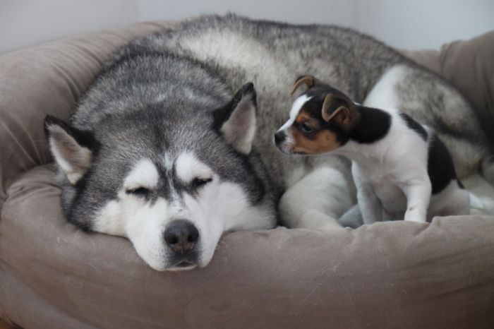 Hey, Pandas! Share The Cutest Pic Of Your Doggo When It Was Still A Pupper Hey, Pandas! Share The Cutest Pic Of Your Doggo When It Was Still A Pupper