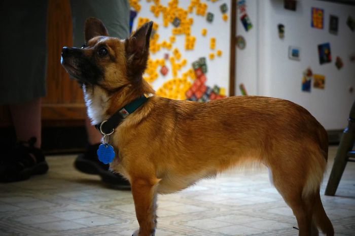 Hey, Pandas! Share The Cutest Pic Of Your Doggo When It Was Still A Pupper Hey, Pandas! Share The Cutest Pic Of Your Doggo When It Was Still A Pupper