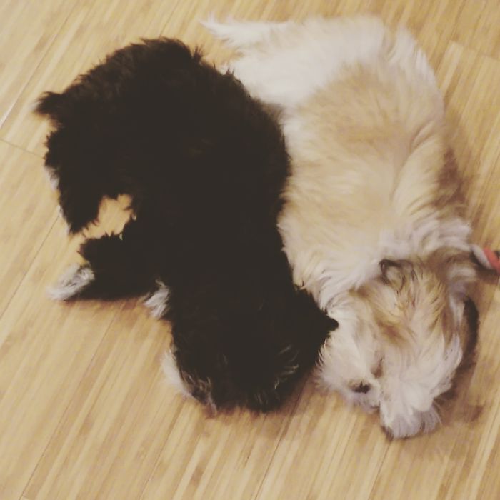 Hey, Pandas! Share The Cutest Pic Of Your Doggo When It Was Still A Pupper Hey, Pandas! Share The Cutest Pic Of Your Doggo When It Was Still A Pupper