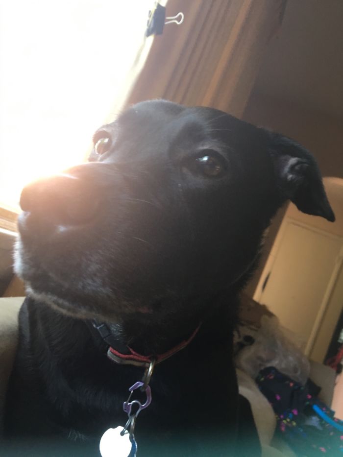 Hey, Pandas! Share The Cutest Pic Of Your Doggo When It Was Still A Pupper Hey, Pandas! Share The Cutest Pic Of Your Doggo When It Was Still A Pupper