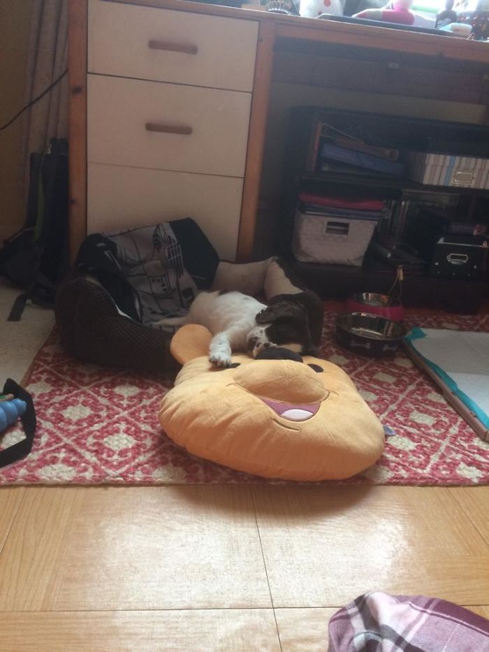 Hey, Pandas! Share The Cutest Pic Of Your Doggo When It Was Still A Pupper Hey, Pandas! Share The Cutest Pic Of Your Doggo When It Was Still A Pupper