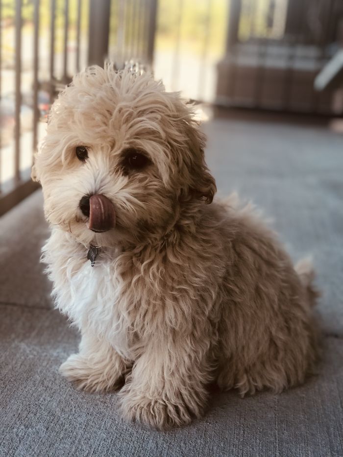 Hey, Pandas! Share The Cutest Pic Of Your Doggo When It Was Still A Pupper Hey, Pandas! Share The Cutest Pic Of Your Doggo When It Was Still A Pupper