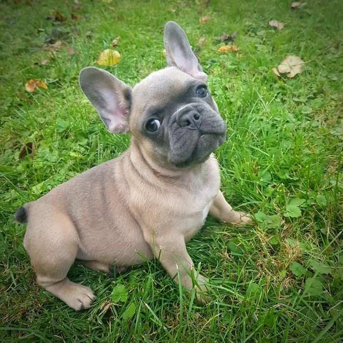 Hey, Pandas! Share The Cutest Pic Of Your Doggo When It Was Still A Pupper Hey, Pandas! Share The Cutest Pic Of Your Doggo When It Was Still A Pupper