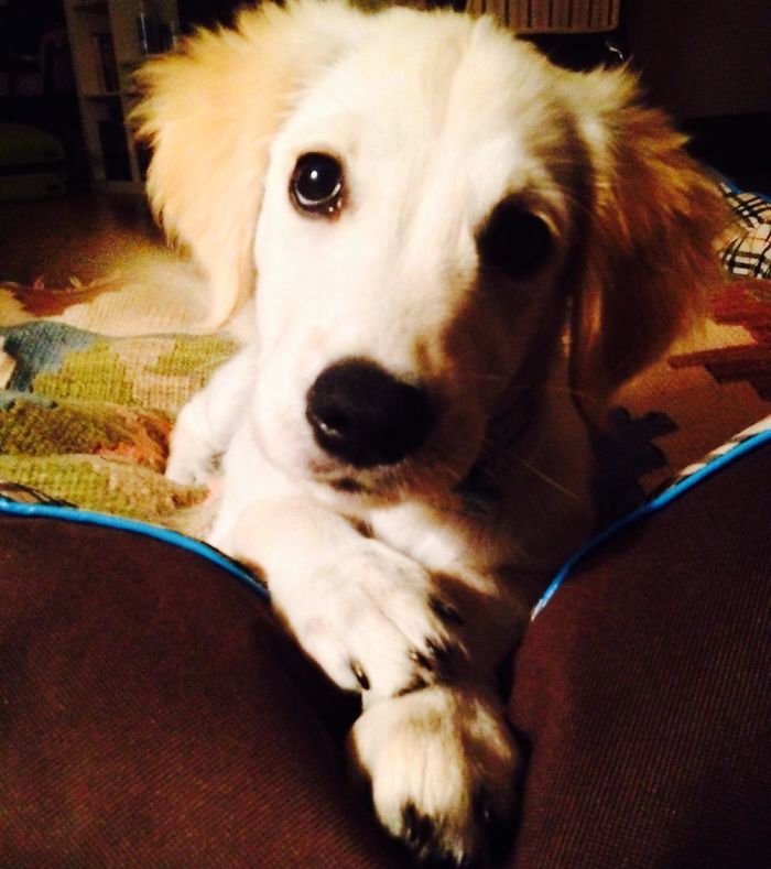 Hey, Pandas! Share The Cutest Pic Of Your Doggo When It Was Still A Pupper Hey, Pandas! Share The Cutest Pic Of Your Doggo When It Was Still A Pupper