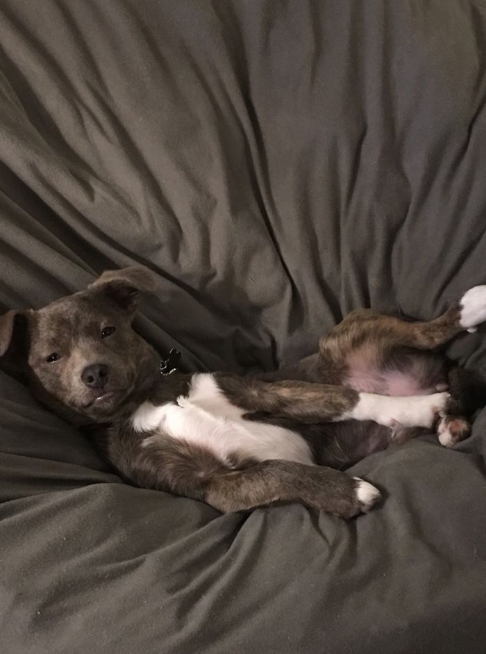 Hey, Pandas! Share The Cutest Pic Of Your Doggo When It Was Still A Pupper Hey, Pandas! Share The Cutest Pic Of Your Doggo When It Was Still A Pupper