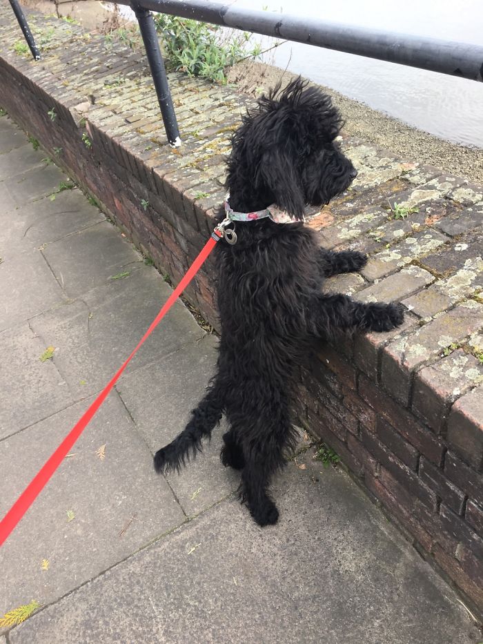 Hey, Pandas! Share The Cutest Pic Of Your Doggo When It Was Still A Pupper Hey, Pandas! Share The Cutest Pic Of Your Doggo When It Was Still A Pupper