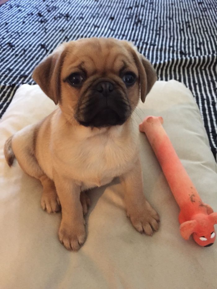 Hey, Pandas! Share The Cutest Pic Of Your Doggo When It Was Still A Pupper Hey, Pandas! Share The Cutest Pic Of Your Doggo When It Was Still A Pupper