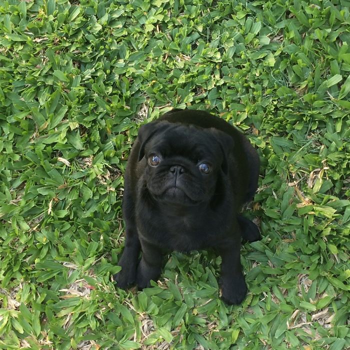 Hey, Pandas! Share The Cutest Pic Of Your Doggo When It Was Still A Pupper Hey, Pandas! Share The Cutest Pic Of Your Doggo When It Was Still A Pupper