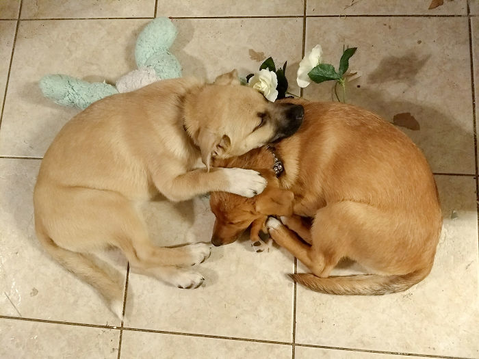 Hey, Pandas! Share The Cutest Pic Of Your Doggo When It Was Still A Pupper Hey, Pandas! Share The Cutest Pic Of Your Doggo When It Was Still A Pupper