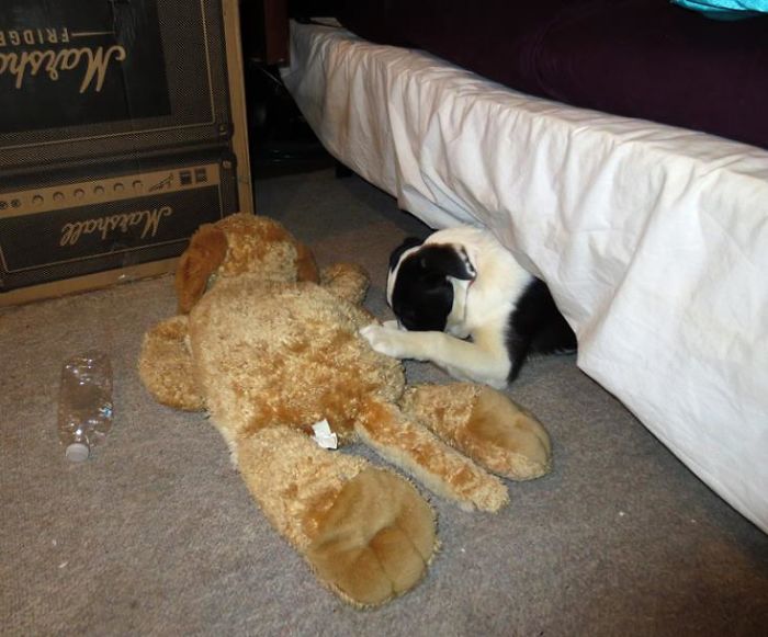 Hey, Pandas! Share The Cutest Pic Of Your Doggo When It Was Still A Pupper Hey, Pandas! Share The Cutest Pic Of Your Doggo When It Was Still A Pupper