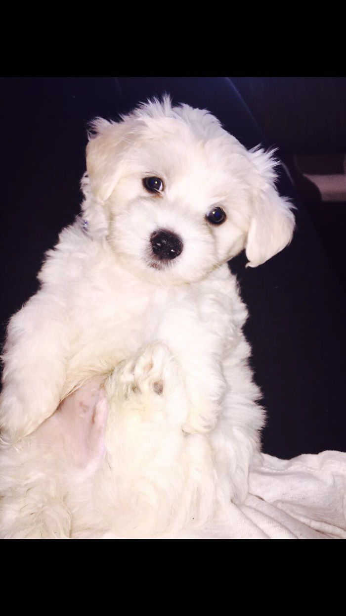 Hey, Pandas! Share The Cutest Pic Of Your Doggo When It Was Still A Pupper Hey, Pandas! Share The Cutest Pic Of Your Doggo When It Was Still A Pupper