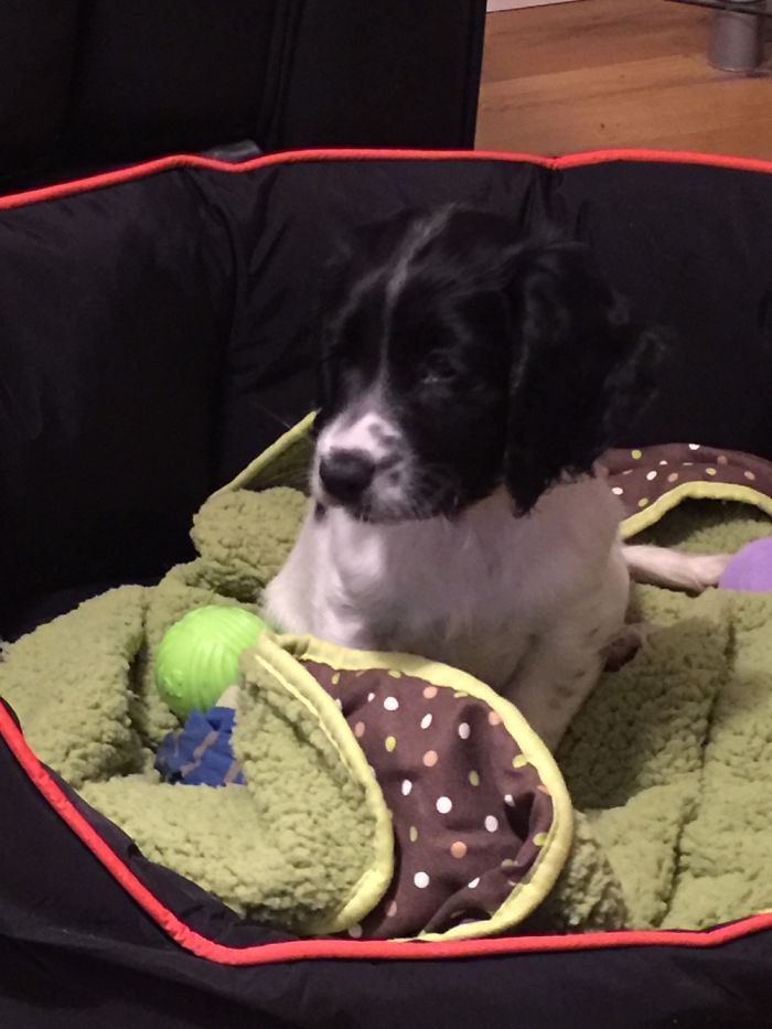 Hey, Pandas! Share The Cutest Pic Of Your Doggo When It Was Still A Pupper Hey, Pandas! Share The Cutest Pic Of Your Doggo When It Was Still A Pupper