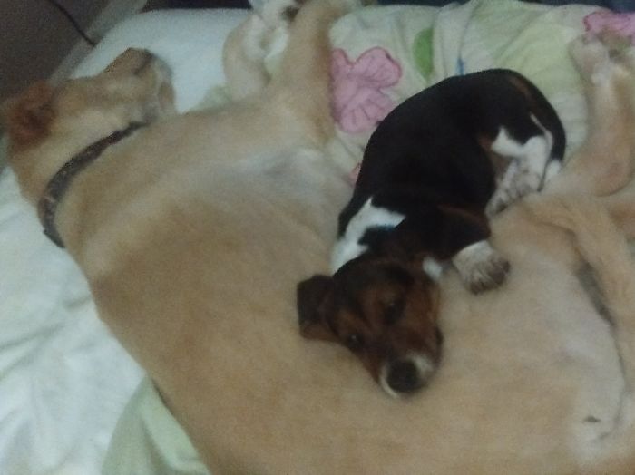 Hey, Pandas! Share The Cutest Pic Of Your Doggo When It Was Still A Pupper Hey, Pandas! Share The Cutest Pic Of Your Doggo When It Was Still A Pupper