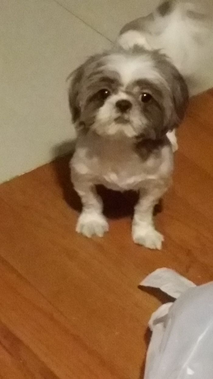 Hey, Pandas! Share The Cutest Pic Of Your Doggo When It Was Still A Pupper Hey, Pandas! Share The Cutest Pic Of Your Doggo When It Was Still A Pupper