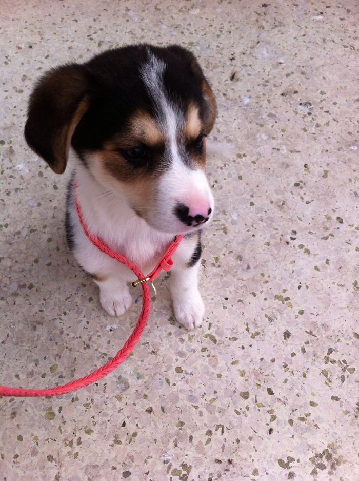 Hey, Pandas! Share The Cutest Pic Of Your Doggo When It Was Still A Pupper Hey, Pandas! Share The Cutest Pic Of Your Doggo When It Was Still A Pupper