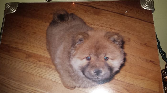 Hey, Pandas! Share The Cutest Pic Of Your Doggo When It Was Still A Pupper Hey, Pandas! Share The Cutest Pic Of Your Doggo When It Was Still A Pupper