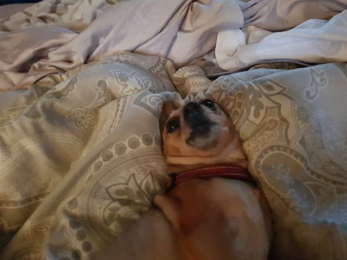 Hey, Pandas! Share The Cutest Pic Of Your Doggo When It Was Still A Pupper Hey, Pandas! Share The Cutest Pic Of Your Doggo When It Was Still A Pupper