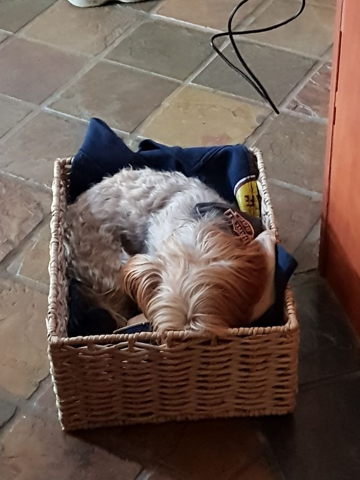 Hey, Pandas! Share The Cutest Pic Of Your Doggo When It Was Still A Pupper Hey, Pandas! Share The Cutest Pic Of Your Doggo When It Was Still A Pupper