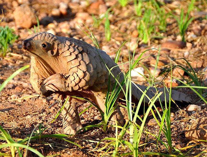 Someone Noticed That Baby Pangolins Always Look Like They’re Waiting To Nervously Ask You To Prom Someone Noticed That Baby Pangolins Always Look Like They’re Waiting To Nervously Ask You To Prom