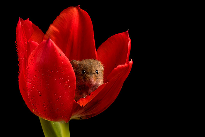 Photographer Tiptoes Through The Tulips To Photograph Mice (20 Pics)