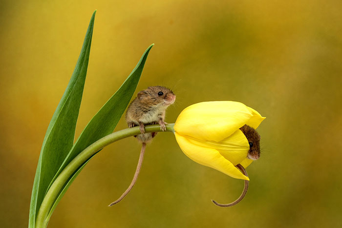 Photographer Tiptoes Through The Tulips To Photograph Mice (20 Pics)