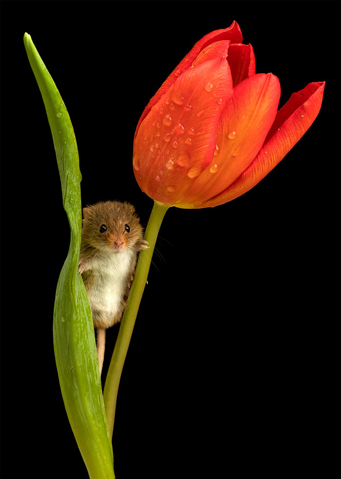 Photographer Tiptoes Through The Tulips To Photograph Mice (20 Pics)