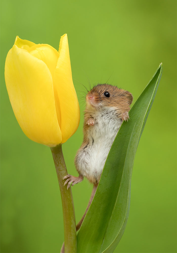 Photographer Tiptoes Through The Tulips To Photograph Mice (20 Pics)