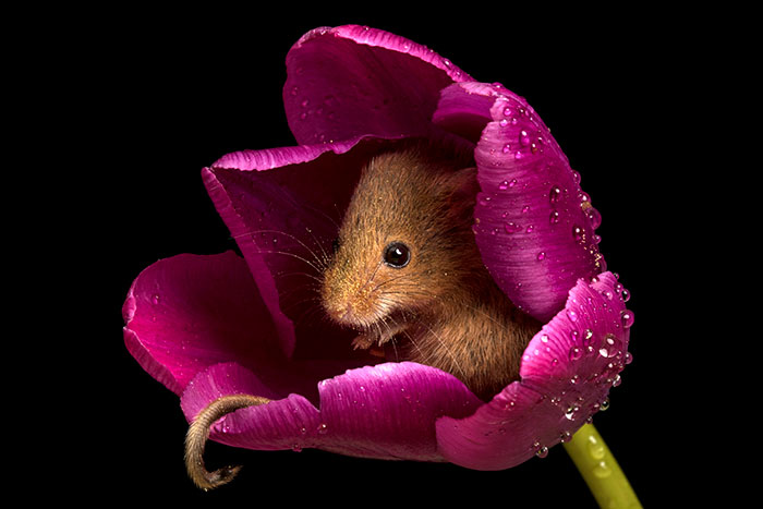 Photographer Tiptoes Through The Tulips To Photograph Mice (20 Pics)