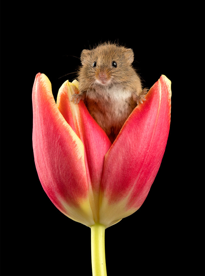 Photographer Tiptoes Through The Tulips To Photograph Mice (20 Pics)