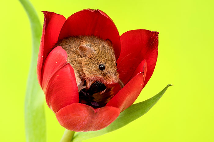 Photographer Tiptoes Through The Tulips To Photograph Mice (20 Pics)