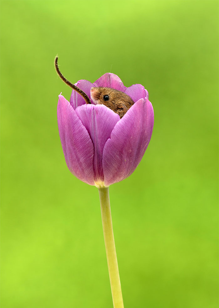 Photographer Tiptoes Through The Tulips To Photograph Mice (20 Pics)
