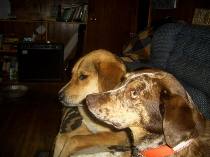 140 Of The Most Unbelievably Smart Things Pets Have Done That Surprised Their Owners 140 Of The Most Unbelievably Smart Things Pets Have Done That Surprised Their Owners